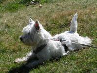 Klik op de foto voor groter formaat